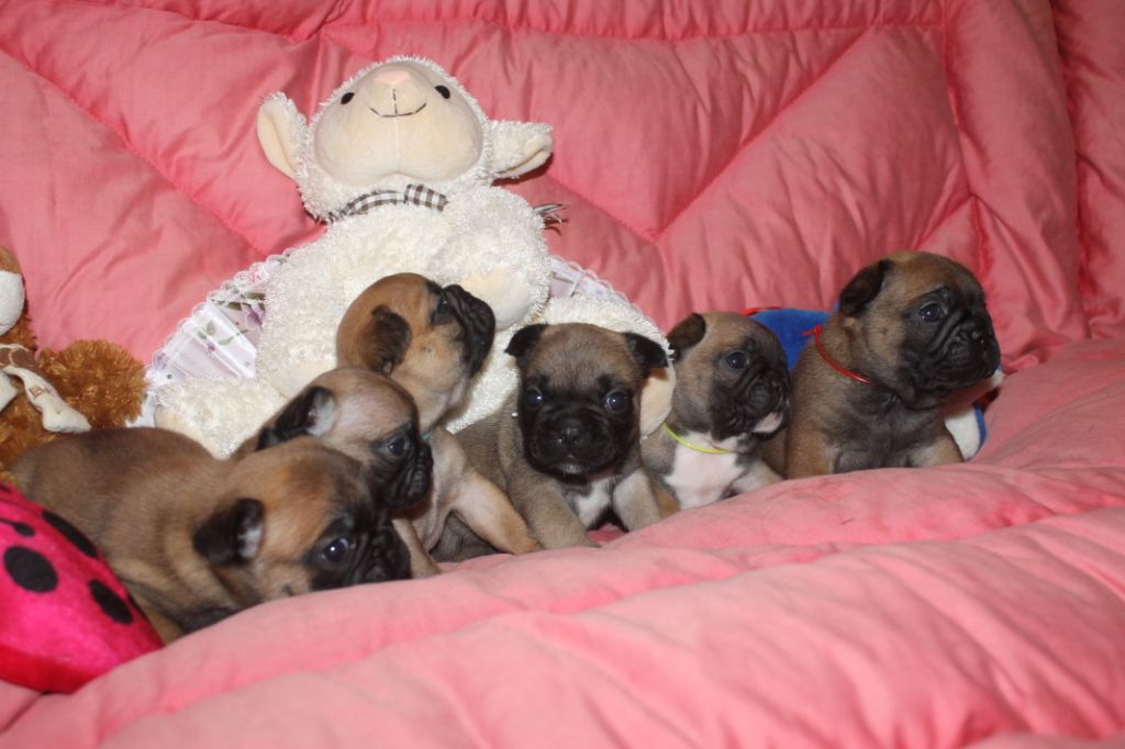 Chiot Bouledogue français de la licorne noire
