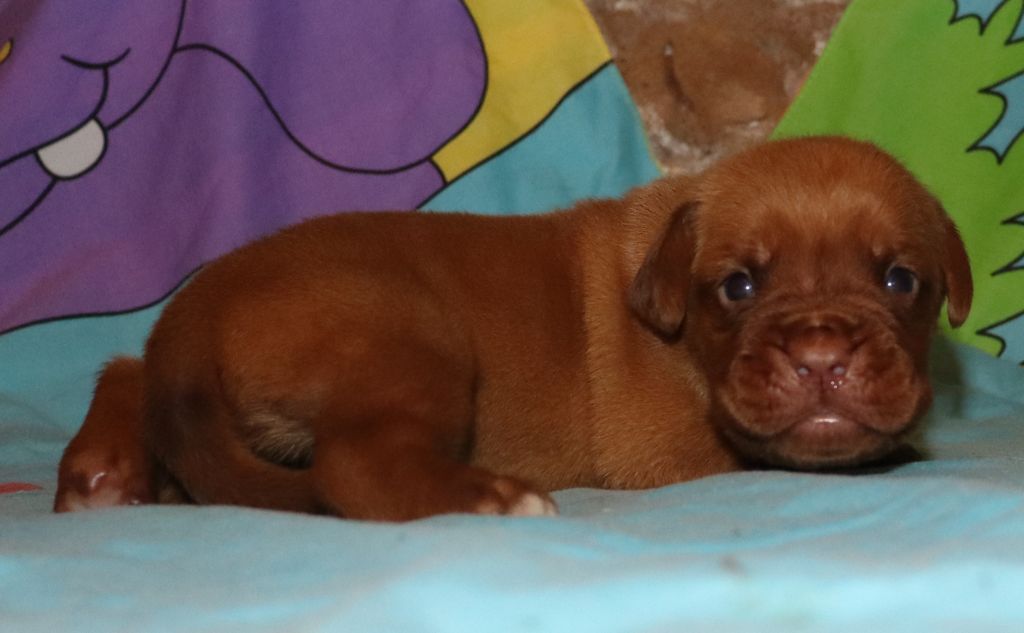 de la licorne noire - Chiots disponibles - Dogue de Bordeaux
