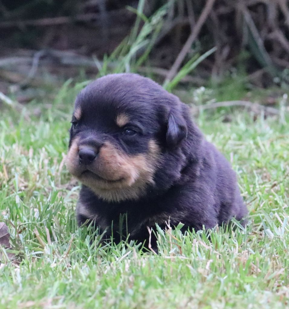 de la licorne noire - Chiots disponibles - Rottweiler