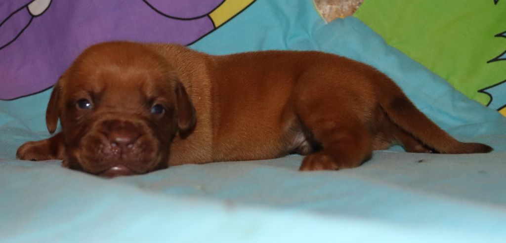de la licorne noire - Chiots disponibles - Dogue de Bordeaux