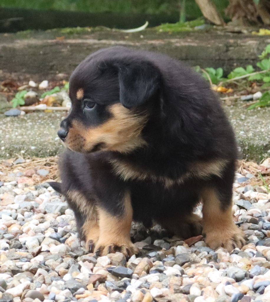 de la licorne noire - Chiots disponibles - Rottweiler