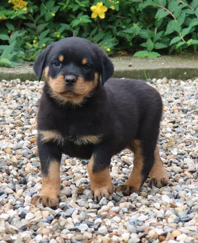 de la licorne noire - Chiots disponibles - Rottweiler