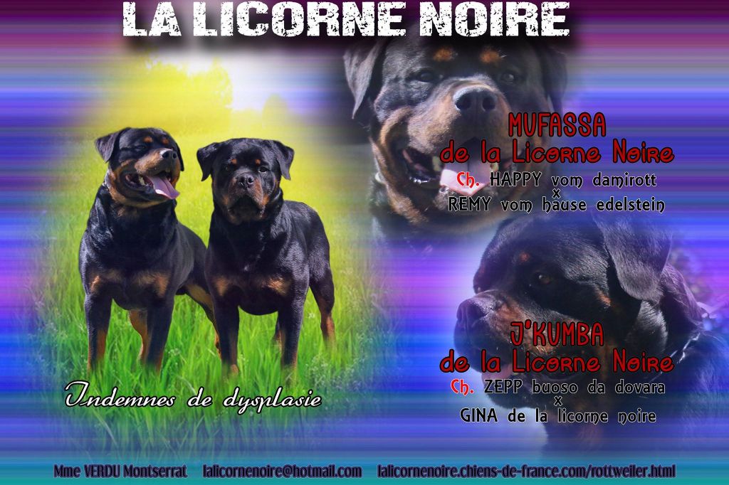 Chiot Rottweiler de la licorne noire