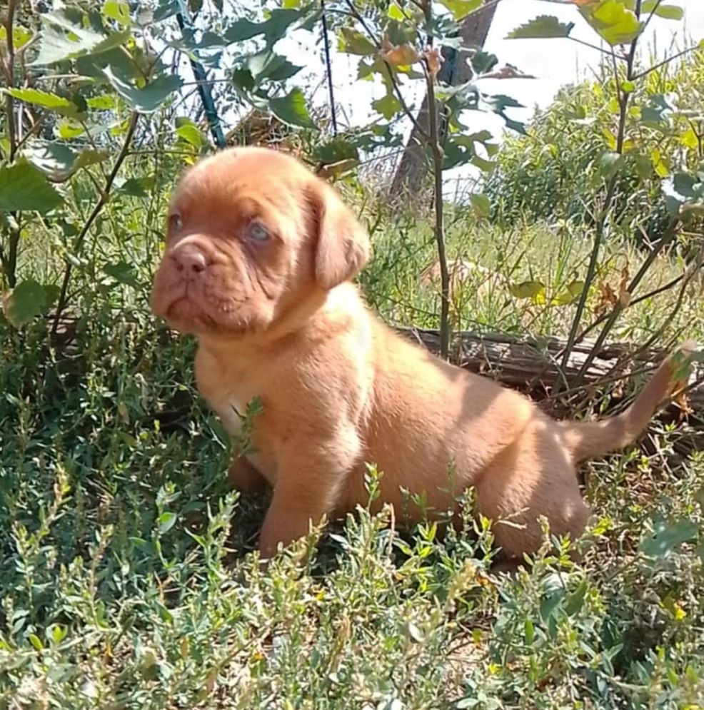 de la licorne noire - Chiots disponibles - Dogue de Bordeaux