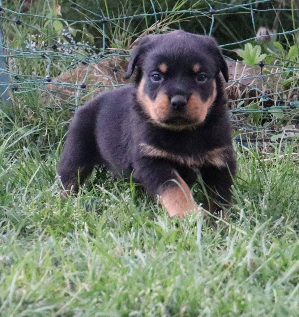 de la licorne noire - Chiots disponibles - Rottweiler