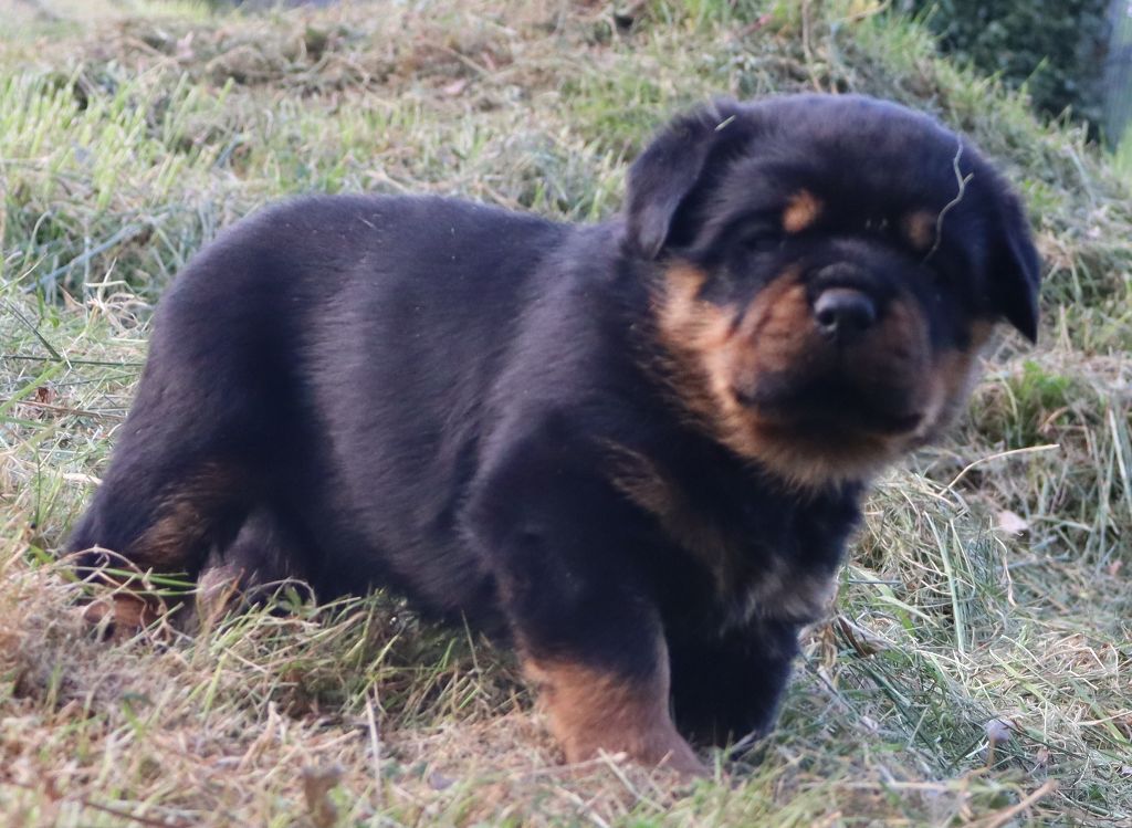 de la licorne noire - Rottweiler - Portée née le 28/03/2025
